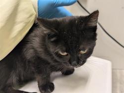 Shelter Stray Female Cat last seen Near BLOCK SE 456TH ST, ENUMCLAW WA 98022, 21615 64th Ave S, Kent, WA 98032, USA