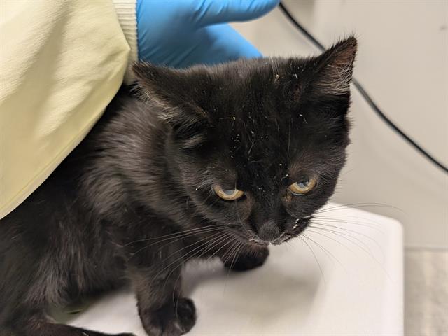 Shelter Stray Female Cat last seen Near BLOCK SE 456TH ST, ENUMCLAW WA 98022, 21615 64th Ave S, Kent, WA 98032, USA