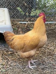 Shelter Stray Unknown Bird last seen Near BLOCK W LEMAR WAY, WEST VALLEY CITY UT 84120, 4522 W 3500 S, West Valley City, UT 84120, USA
