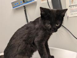 Shelter Stray Male Cat last seen Near BLOCK SE 456TH ST, ENUMCLAW WA 98022, 21615 64th Ave S, Kent, WA 98032, USA