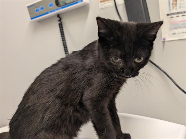 Shelter Stray Male Cat last seen Near BLOCK SE 456TH ST, ENUMCLAW WA 98022, 21615 64th Ave S, Kent, WA 98032, USA
