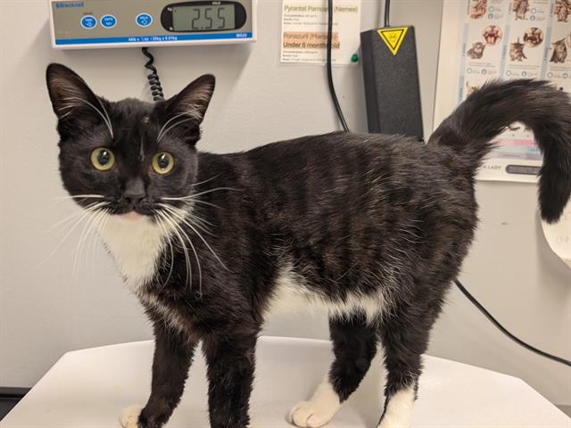 Shelter Stray Male Cat last seen Near BLOCK SE 456TH ST, ENUMCLAW WA 98022, 21615 64th Ave S, Kent, WA 98032, USA