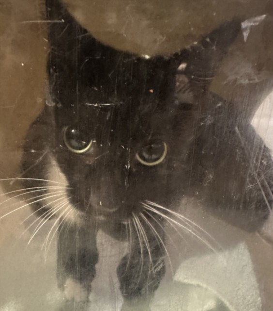 Shelter Stray Female Cat last seen , 957 N Gaffey St, San Pedro, CA 90731, USA