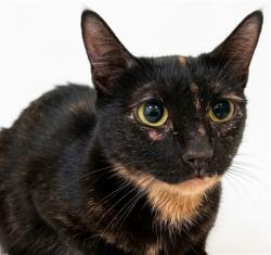 Shelter Stray Female Cat last seen , 1850 W 60th St, Los Angeles, CA 90047, USA
