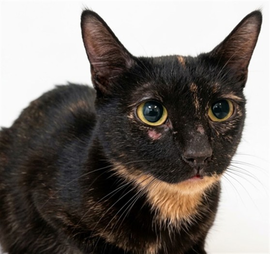Shelter Stray Female Cat last seen , 1850 W 60th St, Los Angeles, CA 90047, USA