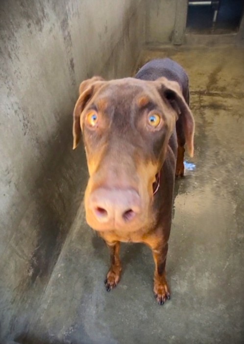 Shelter Stray Male Dog last seen , 1850 W 60th St, Los Angeles, CA 90047, USA