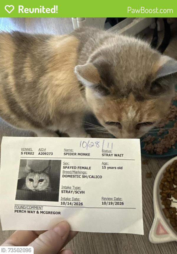 Reunited Female Cat last seen Harriet ave & Ord st, Seacliff, CA 95003