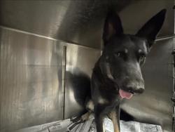 Shelter Stray Male Dog last seen , 14409 Vanowen St, Van Nuys, CA 91405, USA