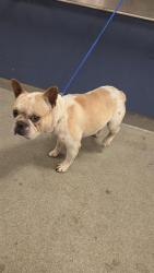 Shelter Stray Male Dog last seen Near BLOCK SW 360TH ST, 3599 NW 79th Ave, Doral, FL 33122, USA
