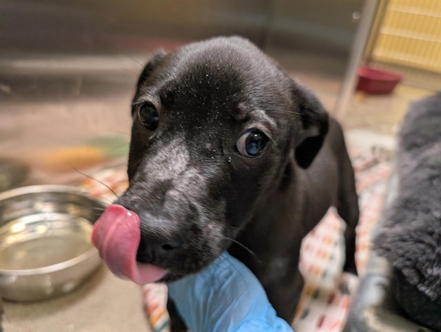 Shelter Stray Female Dog last seen Near BLOCK N PEORIA ST, DENVER CO 80239, 1241 W Bayaud Ave, Denver, CO 80223, USA