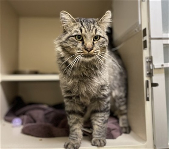 Shelter Stray Male Cat last seen Near BLOCK OLDE WADSWORTH BLVD, ARVADA, CO 80002, 1241 W Bayaud Ave, Denver, CO 80223, USA