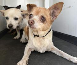 Shelter Stray Female Dog last seen Near BLK FAMBROUGH DR, BAKERSIELD, CA, 201 S Mt Vernon Ave, Bakersfield, CA 93307, USA