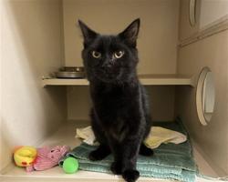 Shelter Stray Male Cat last seen Near BLOCK S DOWNING ST, DENVER CO 80210, 1241 W Bayaud Ave, Denver, CO 80223, USA