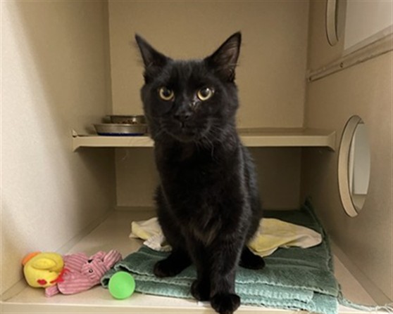 Shelter Stray Male Cat last seen Near BLOCK S DOWNING ST, DENVER CO 80210, 1241 W Bayaud Ave, Denver, CO 80223, USA