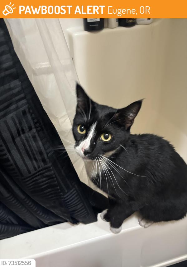 Found/Stray Unknown Cat last seen East 18th and Agate, Eugene, OR 97403