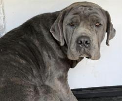 Shelter Stray Female Dog last seen Near BLK GLACIER BAY, BAKERSFIELD,CA, 201 S Mt Vernon Ave, Bakersfield, CA 93307, USA