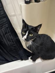 Found/Stray Unknown Cat last seen East 18th and Agate, Eugene, OR 97403
