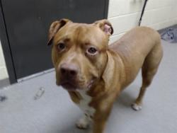 Shelter Stray Male Dog last seen Near BLOCK N QUEBEC ST, DENVER CO 80207, 1241 W Bayaud Ave, Denver, CO 80223, USA