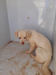 Shelter Stray Female Dog last seen , 1150 11 Mile Corner, Casa Grande, AZ 85194, USA