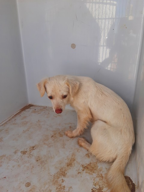 Shelter Stray Female Dog last seen , 1150 11 Mile Corner, Casa Grande, AZ 85194, USA