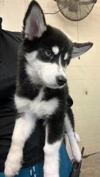 Shelter Stray Female Dog last seen JESSIE AVE & NORWOOD AVE, 2127 Front St, Sacramento, CA 95818, USA