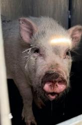 Shelter Stray Unknown Livestock last seen Near BLOCK W PYRON AVE, 4710 TX-151, San Antonio, TX 78227, USA