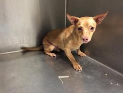 Shelter Stray Male Dog last seen , 3201 Lacy St, Los Angeles, CA 90031, USA