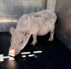 Shelter Stray Unknown Livestock last seen Near BLOCK W PYRON AVE, 4710 TX-151, San Antonio, TX 78227, USA