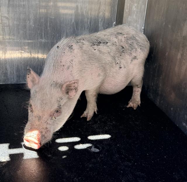 Shelter Stray Unknown Livestock last seen Near BLOCK W PYRON AVE, 4710 TX-151, San Antonio, TX 78227, USA