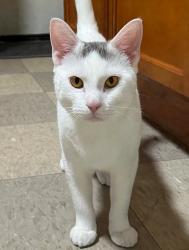 Reunited Male Cat last seen Chadwick ave, park Street, Hartford, CT 06106