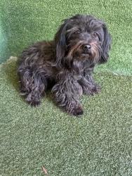 Shelter Stray Female Dog last seen , 5210 W Ave I, Lancaster, CA 93536, USA