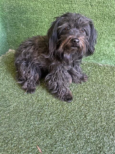 Shelter Stray Female Dog last seen , 5210 W Ave I, Lancaster, CA 93536, USA