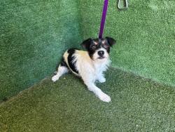 Shelter Stray Female Dog last seen , 5210 W Ave I, Lancaster, CA 93536, USA