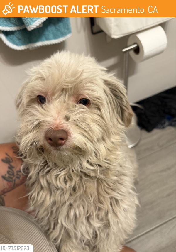 Found/Stray Unknown Dog last seen Dry creek road, Sacramento, CA 95838