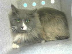 Shelter Stray Male Cat last seen Near BLOCK GIRARD BLVD SE, 8920 Lomas Blvd NE, Albuquerque, NM 87112, USA