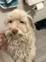 Found/Stray Unknown Dog last seen Dry creek road, Sacramento, CA 95838