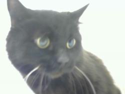 Shelter Stray Female Cat last seen Near BLOCK SAN JUAN IN MY YARD, 8920 Lomas Blvd NE, Albuquerque, NM 87112, USA