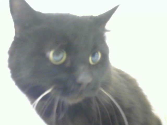 Shelter Stray Female Cat last seen Near BLOCK SAN JUAN IN MY YARD, 8920 Lomas Blvd NE, Albuquerque, NM 87112, USA