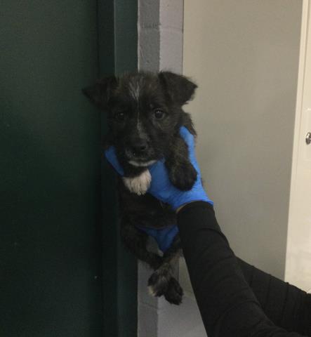 Shelter Stray Female Dog last seen TYLER AND 50 TH COACHELLA CA 92236, 72050 Pet Land Pl, Thousand Palms, CA 92276, USA
