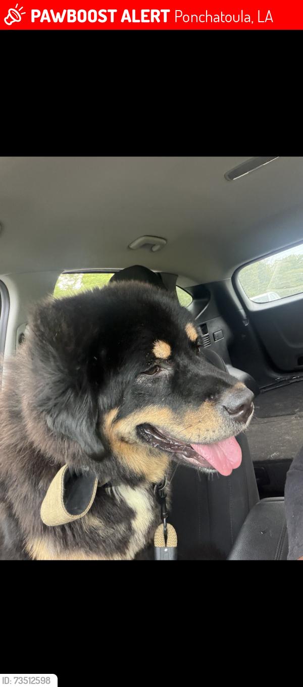 Lost Female Dog last seen HWY LA 22, Ponchatoula, LA 70403