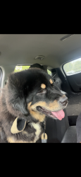 Lost Female Dog last seen HWY LA 22, Ponchatoula, LA 70403