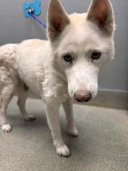 Shelter Stray Female Dog last seen DROP AT SHELTER, 655 N Mojave Rd, Las Vegas, NV 89101, USA