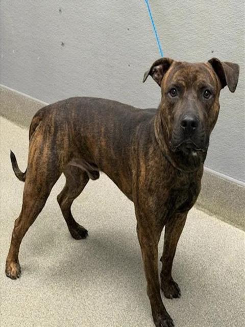 Shelter Stray Male Dog last seen Near BLOCK BOULDER HWY, LAS VEGAS NV 89122, 655 N Mojave Rd, Las Vegas, NV 89101, USA