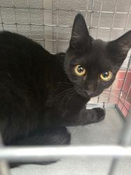 Shelter Stray Female Cat last seen Near BLOCK COLBATH ST BLOCK, 655 N Mojave Rd, Las Vegas, NV 89101, USA
