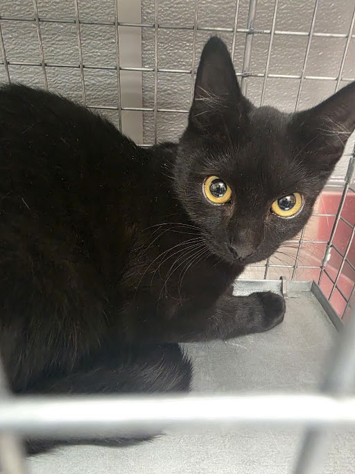 Shelter Stray Female Cat last seen Near BLOCK COLBATH ST BLOCK, 655 N Mojave Rd, Las Vegas, NV 89101, USA