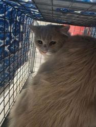 Shelter Stray Male Cat last seen Near BLOCK IKEA WAY, 655 N Mojave Rd, Las Vegas, NV 89101, USA