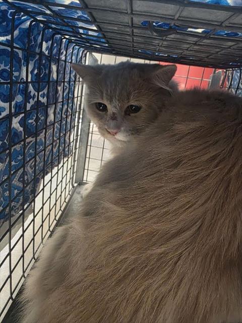 Shelter Stray Male Cat last seen Near BLOCK IKEA WAY, 655 N Mojave Rd, Las Vegas, NV 89101, USA