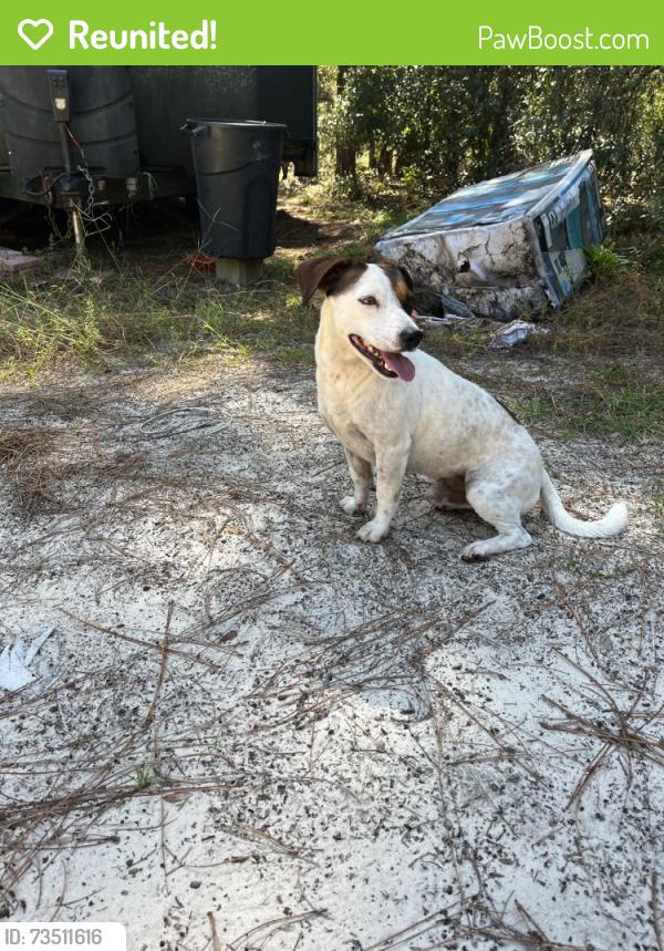 Reunited Male Dog last seen Dunnellon, FL, USA, Dunnellon, FL 34434