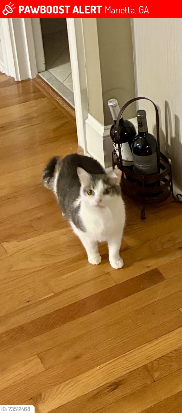 Lost Male Cat last seen Near Major Loring Way Marietta GA 30064, Marietta, GA 30064