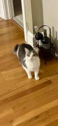 Lost Male Cat last seen Near Major Loring Way Marietta GA 30064, Marietta, GA 30064